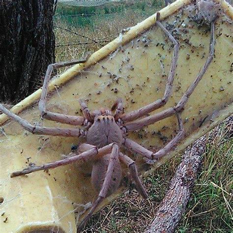 female omothymus spider|Unveiling the Mysteries of the Omothymus Spider: A。